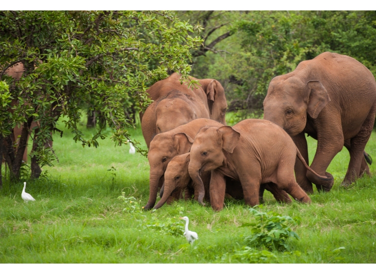 PG-Sri-Lankan-Elephant-Family-1300x950