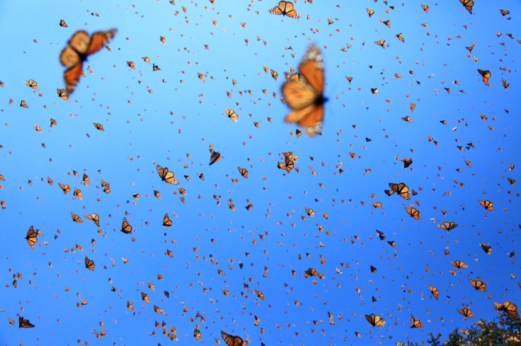 flight-of-the-butterflies.jpg